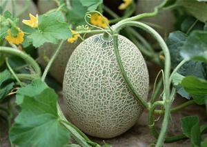 萨姆吃哈密瓜好吗视频讲解,美味分享与营养解析