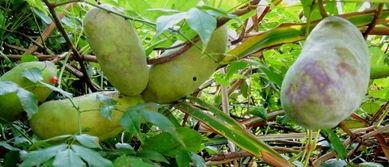 八月瓜怎么抄着吃视频教程,视频教程教你轻松上手