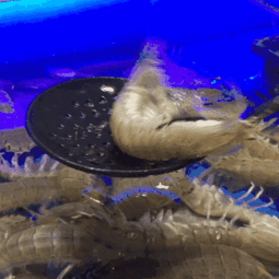 皮皮虾吃瓜视频,揭秘娱乐圈幕后真相