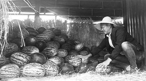 鞍山吃瓜群众事件视频,一场网络视频引发的全民热议