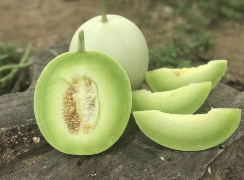 柯基可以吃玉菇瓜吗视频,玉菇瓜的适宜性解析