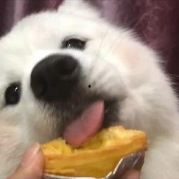 萌宠吃瓜搞笑视频大全集,搞笑视频大全集笑点集锦