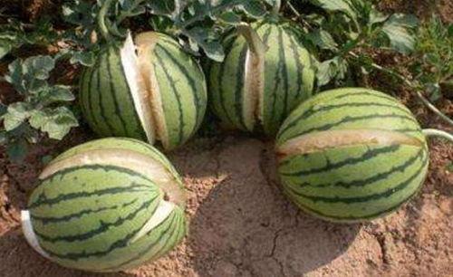 西北吃瓜事件真相揭秘视频,揭秘背后真相与争议