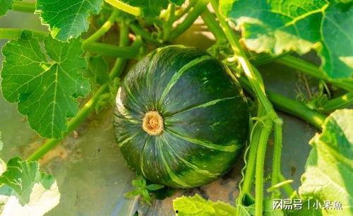 丰收瓜的藤可以吃吗视频,揭秘可食用蔬菜的新发现