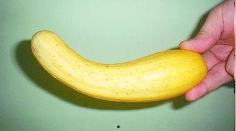 熟了变黄的瓜可以吃吗视频,熟透变黄瓜果安全食用指南