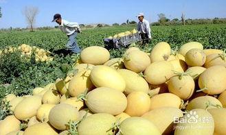 哈密瓜吃哪里的好呢视频,探寻最佳口感之地