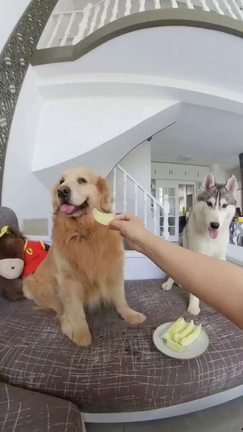 狗子吃瓜比赛视频,谁才是瓜王？