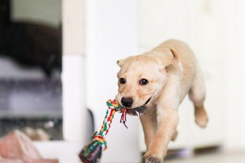 狗狗吃小圆瓜好吗视频