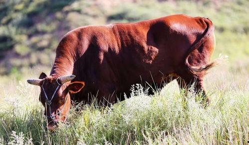 牛吃瓜骂人视频在线观看,网络恶搞现象引发的思考